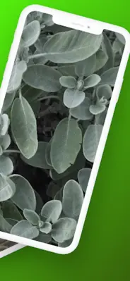 Sage green wallpaper android App screenshot 2